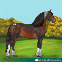 Horse Color:Bay Mushroom Tobiano Rabicano 