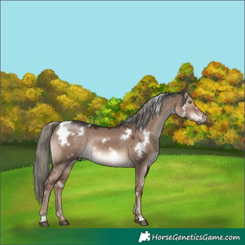 Horse Color:White Spotted Liver Red Dun Mushroom Rabicano 