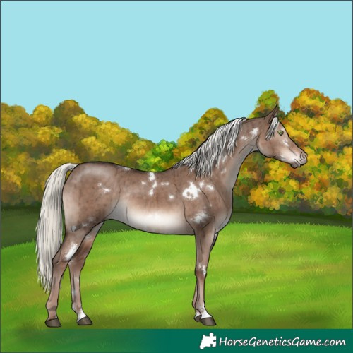 Horse Color:White Spotted Liver Red Dun Mushroom Rabicano Brindle 