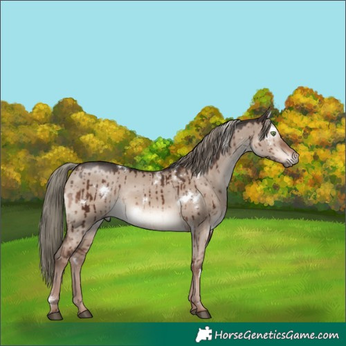 Horse Color:White Spotted Liver Red Dun Mushroom Rabicano Brindle 