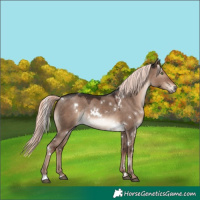 Horse Color:White Spotted Liver Red Dun Mushroom Rabicano 