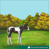 Horse Color:Silver Brown Splash Tobiano