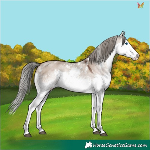 Horse Color:White Spotted Liver Red Dun Mushroom Splash