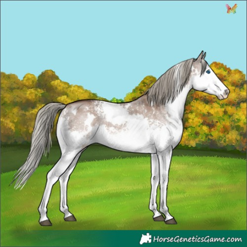 Horse Color:White Spotted Liver Red Dun Mushroom Splash Rabicano 