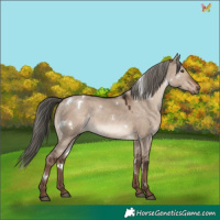 Horse Color:White Spotted Liver Red Dun Mushroom Rabicano 
