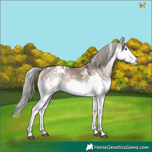 Horse Color:White Spotted Liver Red Dun Mushroom Splash Rabicano 