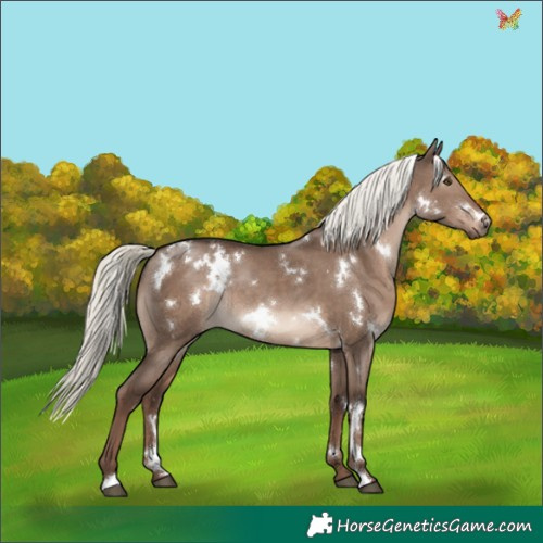 Horse Color:White Spotted Liver Red Dun Mushroom Rabicano 