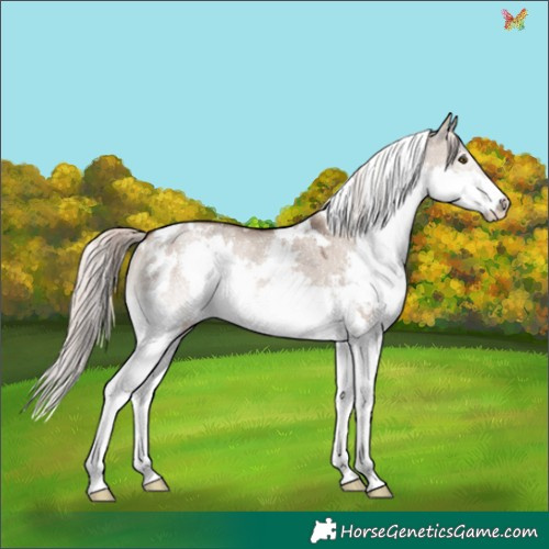 Horse Color:White Spotted Liver Red Dun Mushroom Splash Rabicano