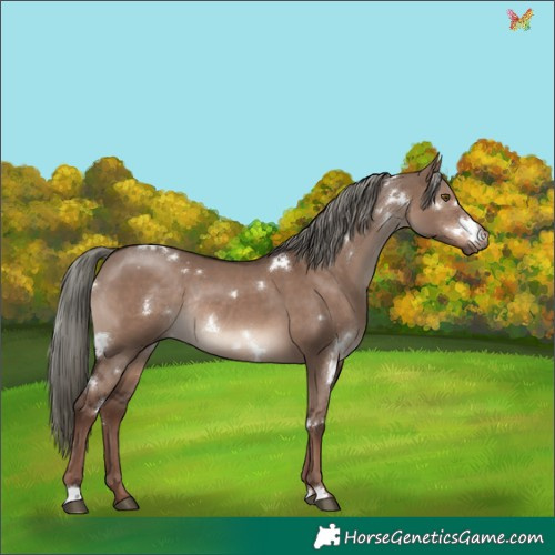 Horse Color:White Spotted Liver Red Dun Mushroom Rabicano 