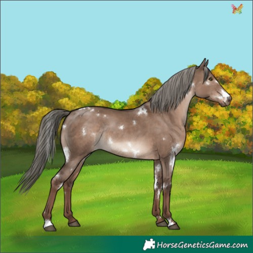 Horse Color:White Spotted Liver Red Dun Mushroom Rabicano 
