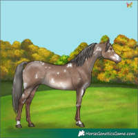 Horse Color:White Spotted Liver Red Dun Mushroom Rabicano 
