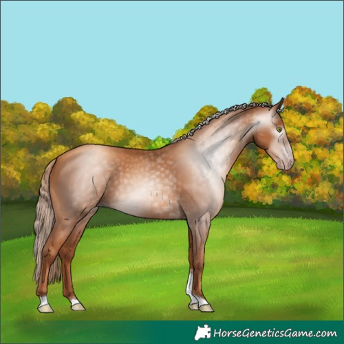 Horse Color:Gray Gold Champagne Tobiano 
