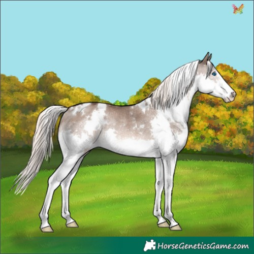 Horse Color:White Spotted Liver Red Dun Mushroom Splash Rabicano 