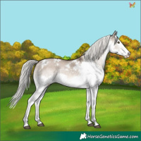 Horse Color:White Spotted Liver Red Dun Mushroom Splash Rabicano 