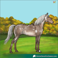 Horse Color:White Spotted Liver Red Dun Mushroom Rabicano 