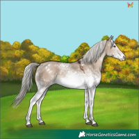 Horse Color:White Spotted Liver Red Dun Mushroom 