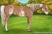 Horse Color:White Spotted Chestnut Sabino Frame 