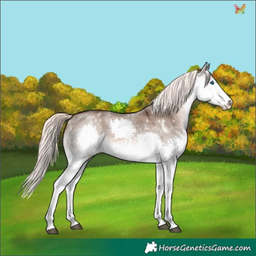 Horse Color:White Spotted Liver Red Dun Mushroom Splash Rabicano 