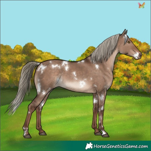 Horse Color:White Spotted Liver Red Dun Mushroom Rabicano 