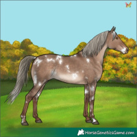 Horse Color:White Spotted Liver Red Dun Mushroom Rabicano