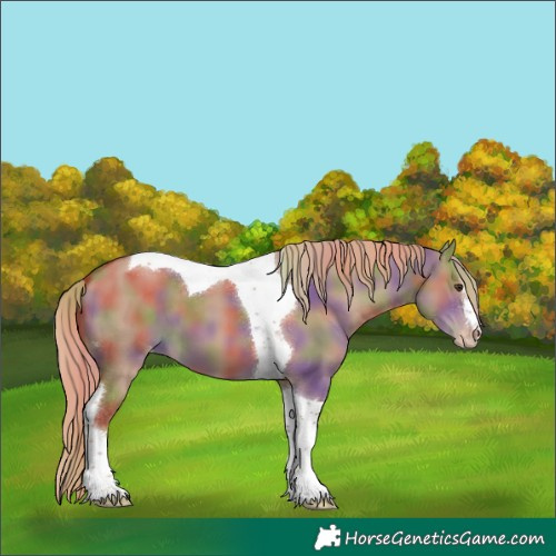 Horse Color:Nacre Red Dun Tobiano Appaloosa 