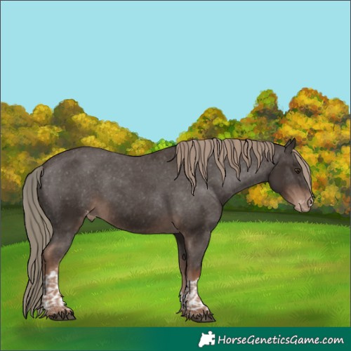 Horse Color:Liver Chestnut Tobiano Appaloosa 