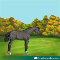Horse Color:Grullo 