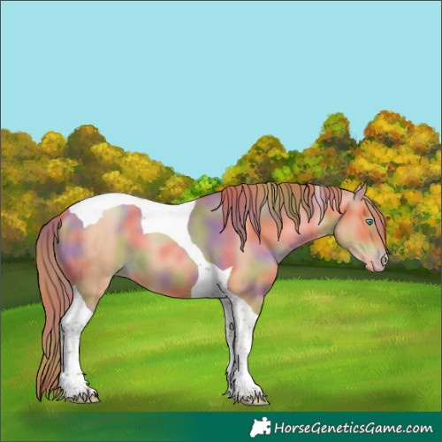 Horse Color:Nacre Bay Pearl Tobiano