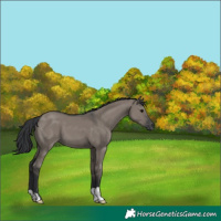 Horse Color:Grullo 