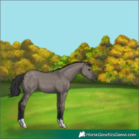 Horse Color:Grullo 
