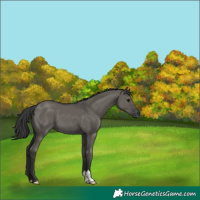 Horse Color:Grullo 