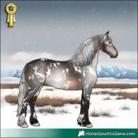 Horse Color:Gray White Spotted Silver Brown