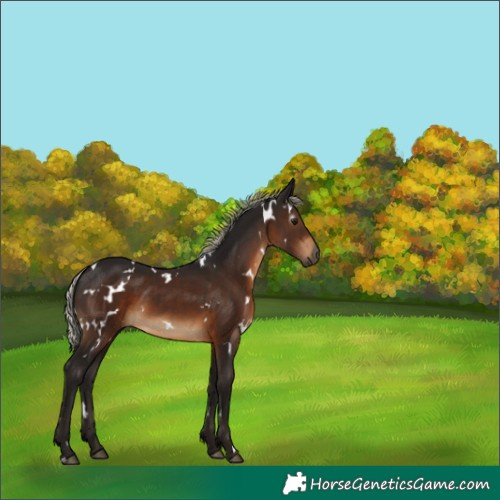 Horse Color:Gray White Spotted Silver Brown 