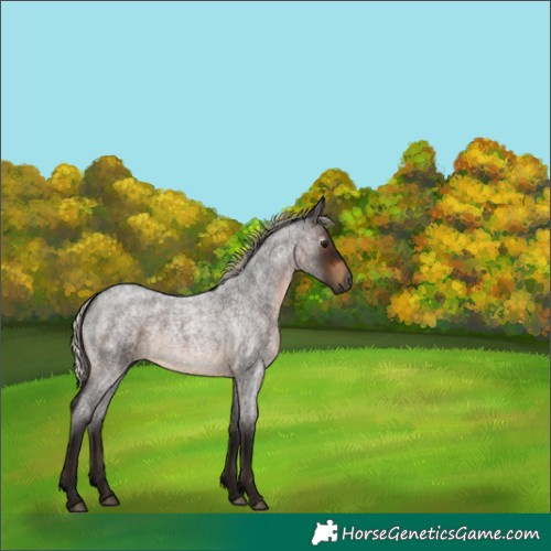 Horse Color:Gray Silver Brown Roan 