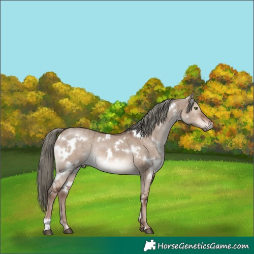 Horse Color:White Spotted Liver Red Dun Mushroom Rabicano Brindle 