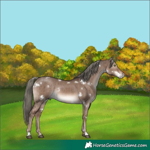 Horse Color:White Spotted Liver Red Dun Mushroom Rabicano Brindle 