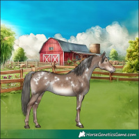Horse Color:White Spotted Liver Red Dun Mushroom Rabicano Brindle 