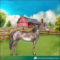 Horse Color:White Spotted Liver Red Dun Mushroom Rabicano Brindle 