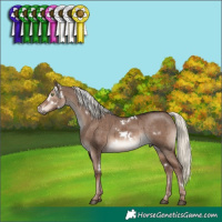 Horse Color:White Spotted Liver Red Dun Mushroom Rabicano Brindle