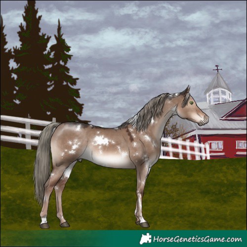 Horse Color:White Spotted Liver Red Dun Mushroom Rabicano 