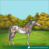 Horse Color:White Spotted Liver Red Dun Mushroom Rabicano Brindle 