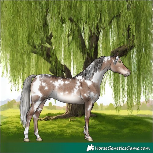 Horse Color:White Spotted Liver Red Dun Mushroom Rabicano 