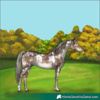 Horse Color:White Spotted Liver Red Dun Mushroom Rabicano Brindle 
