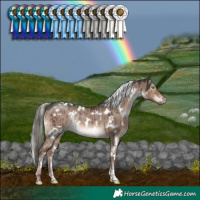 Horse Color:White Spotted Liver Red Dun Mushroom Rabicano Brindle 