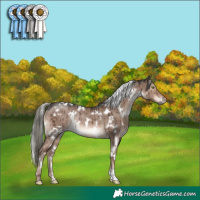 Horse Color:White Spotted Liver Red Dun Mushroom Rabicano Brindle