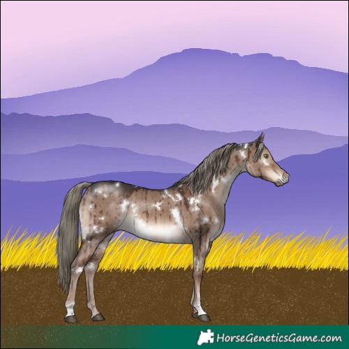 Horse Color:White Spotted Liver Red Dun Mushroom Rabicano Brindle 