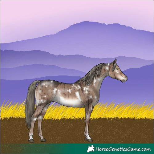 Horse Color:White Spotted Liver Red Dun Mushroom Rabicano Brindle 