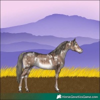 Horse Color:White Spotted Liver Red Dun Mushroom Rabicano Brindle 