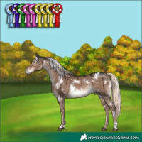 Horse Color:White Spotted Liver Red Dun Mushroom Rabicano Brindle 