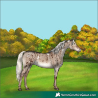 Horse Color:White Spotted Liver Red Dun Mushroom Rabicano Brindle 